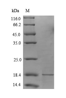 Human PLA2R1 protein