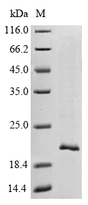 Monkey Transthyretin protein