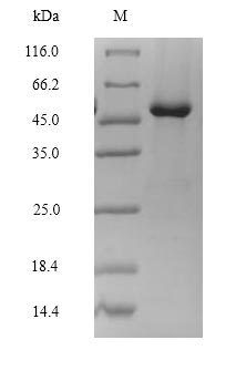 Rat LHCGR protein