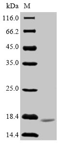 Human vpx protein