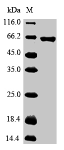 Monkey GPC3 protein