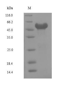 Human NR2F6 protein