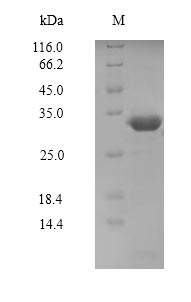Human PAK7 protein