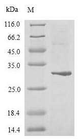 Human GLI2 protein