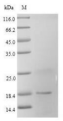 Rat FABP3 protein