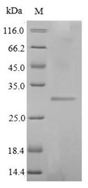 Bacterial entE protein