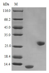 Human IL5 protein (Active)