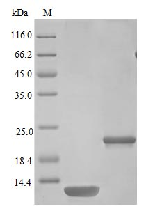 Mouse IL5 protein (Active)