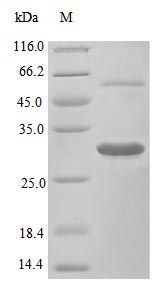 Mouse CSF1 protein (Active)
