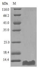 Human CCL20 protein (Active)