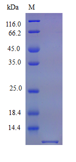 Mouse GROA protein (Active)