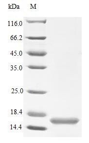 Human NTF4 protein (Active)