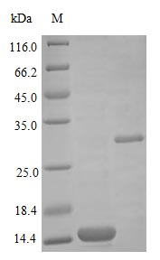 Human BMP2 protein (Active)
