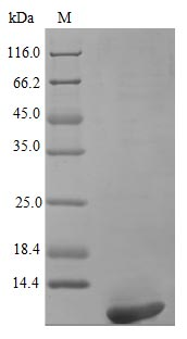 Human PSPN protein (Active)