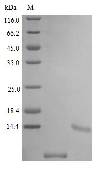 Mouse UTER protein (Active)