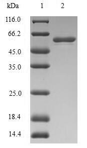 Human MMP3 protein