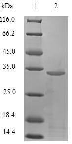 Human TFF1 protein