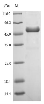 Bacterial entB protein