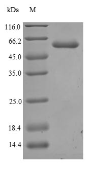 Human ANGPT2 protein