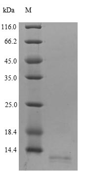 Human CCL18 protein