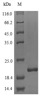 Human MPZ protein