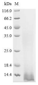 Human MT2A protein