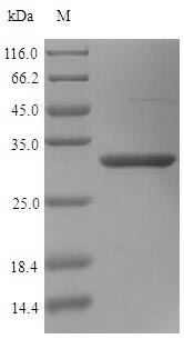 Human OGN protein