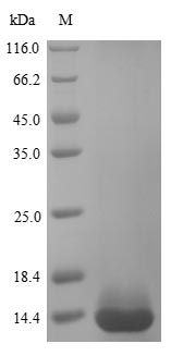 Human TFF1 protein