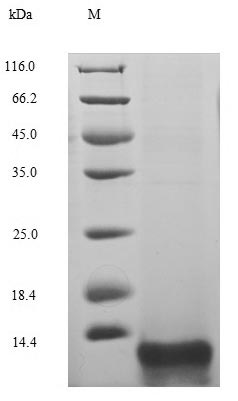 Animal Hirudin variant-1 protein