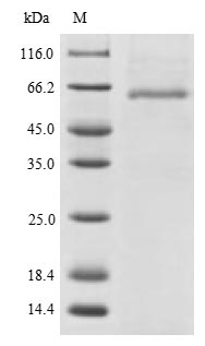Human PODXL protein