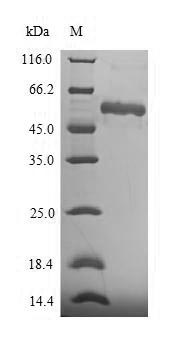 Human ASPN protein