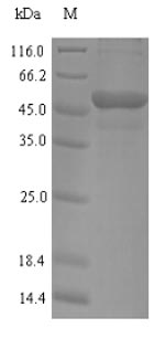 Human MYBPC2 protein