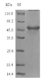 Plant Gamma-glutamyl hydrolase protein
