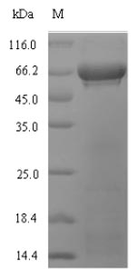 Plant RUBISCO protein