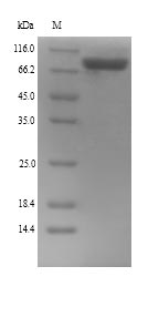 Mouse Loxl4 protein