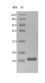 Brazil nut BE2S1 protein