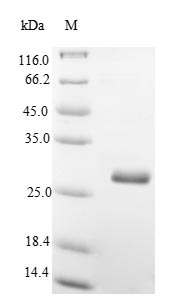 Mouse Thy1 protein