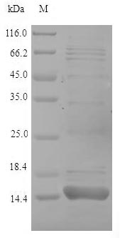 Yeast ponA protein