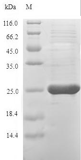 Hamster PRDX1 protein