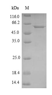 Bacterial pepA protein