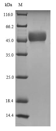 Human MORC3 protein