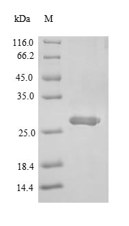 Mouse Sigirr protein