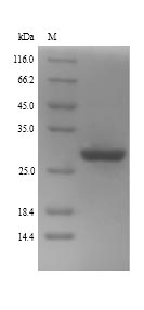 Human GLI2 protein