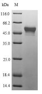 Bacterial pepP protein