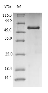 Pig UOX protein