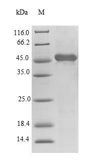 Human TTPA protein
