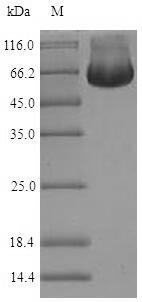 Human RUVBL2 protein