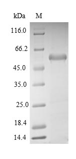 Mouse Aimp1 protein