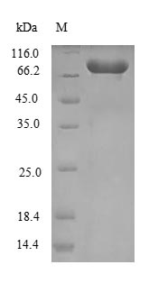 Bacterial groL protein