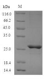 Mouse Mcpt4 protein